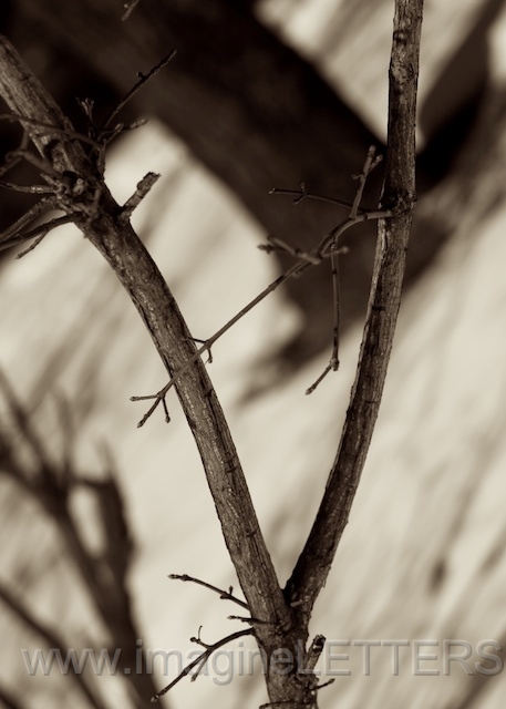 Wall_Art_Alphabet_Photography_Art_ 2321.jpg